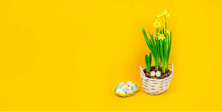 Easter concept. Banner with yellow daffodils in a pot with Easter eggs on a yellow background. Place...