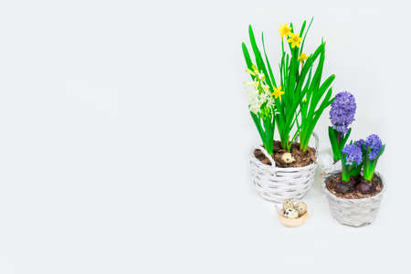 Easter banner. Beautiful yellow daffodils with blue hyacinths in baskets and a decorative hay nest with quail eggs inside. Easter table decoration.の写真素材