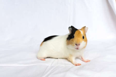 Red-haired with white spots guinea pig on a white wall background.の写真素材