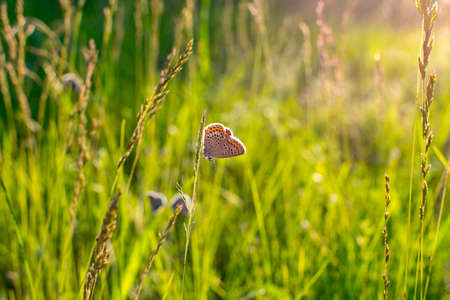 Butterfly Plebejus argus rests and sits on the grass on a blurred green background in the rays of...