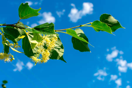 Linden flowers on branches in green leaves against a background of blue sky. Place for an inscription. Summertime flowering.の写真素材