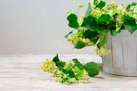 Linden flowers in a white basket on a white background. Linden flower tea.の写真素材