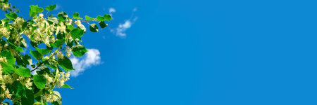 Baner. Linden flowers on branches in green leaves against a background of blue sky. Place for an...
