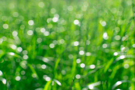Green blurred background, bokeh effect. The basis for the postcard.の写真素材