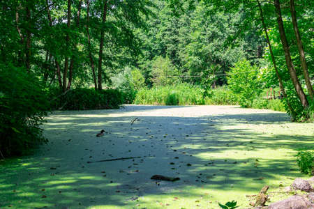 Natural green swamp with ducks in the forest on a sunny bright day. Dendrapark, Yampol, Ukraine.の写真素材