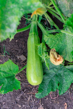 A young white squash grows on the bush. Harvest concept. Fall. Close-up.