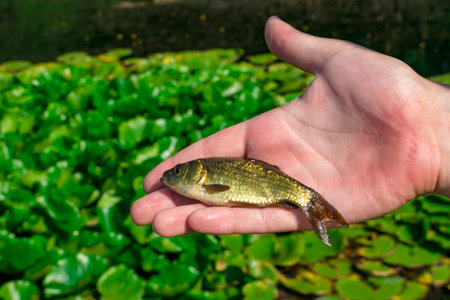 One ordinary small fish on a womans hand. Freshwater fish just got out of the water.の写真素材