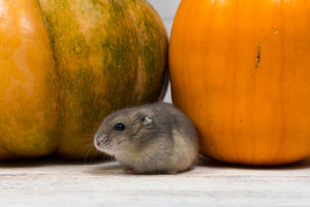 A small cute Dzungarian hamster washes against the background of an orange pumpkin. Close-up.の写真素材