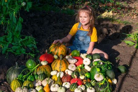 A girl with a large pile of pumpkins collected in a vegetable garden. Happy and smiling little girl looking at the camera, content with the harvested pumpkins.の写真素材