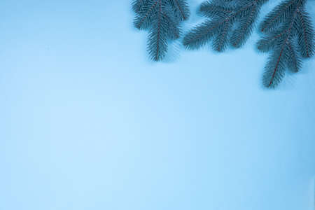 Branches of a Christmas tree on a blue background. The basis for the postcard.