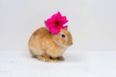 Ginger rabbit with a pink flower on a white background. The basis for the postcard. Place for an...