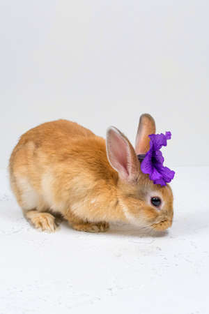 Ginger bunny with a purple flower on a white background. The basis for the postcard.の写真素材