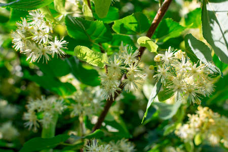 Linden flowers on the branches of trees outdoors.の写真素材