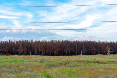 Green meadow against the background of a coniferous forest a year after the fire. Coniferous trees burned down during a fire against a background of green grass. The problem of forest fires.の写真素材