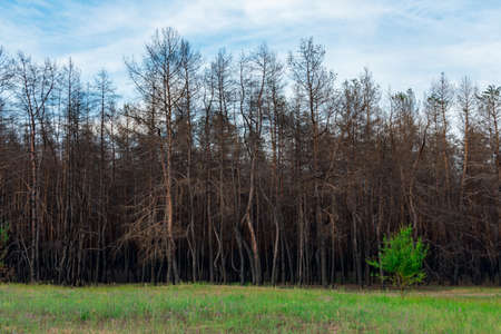 A young deciduous tree against the background of a burnt coniferous forest. Coniferous trees burned down during a fire against a background of green grass. The problem of forest fires.の写真素材
