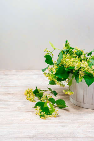 Linden flowers in a white basket on a white background. Linden flower tea.の写真素材