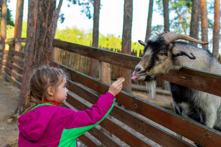 Little girl feeds a goat on the farm. Cute kind child feeds animals in the zoo.の写真素材