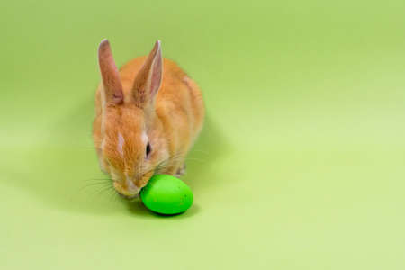 Easter bunny with a green egg on a green background. Place for an inscription. Easter holiday...