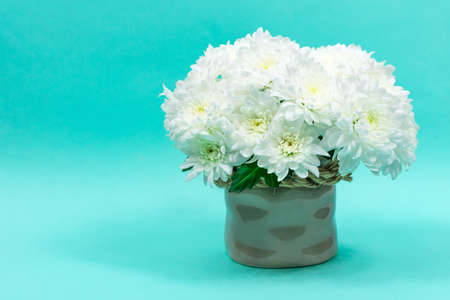 Bouquet of white chrysanthemums in a ceramic vase on a blue background. Postcard for mother's day, for March 8. Beautiful chrysanthemum flowers. Place for an inscriptionの写真素材