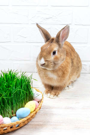 Fluffy easter bunny with colored easter eggs near green grass close-up