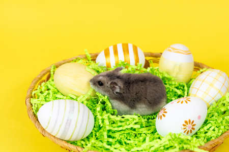 Dzungarian hamster in a basket with colored eggs on a green paper base close-up on a yellow joyful background. Easter concept.の写真素材