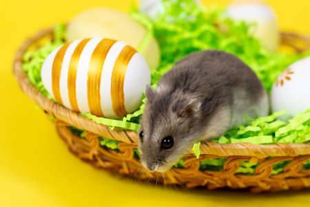 Dzungarian hamster in a basket with colored eggs on a green paper base close-up on a yellow joyful background. Easter concept.の写真素材