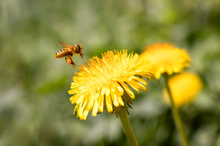A bee collects honey from dandelions against a background of blurry flowers