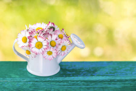 White-pink flowers in a mini watering can on a blue table on a green blurred abstract natural background. Flower composition. copy space. Place for text.の写真素材