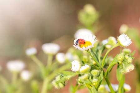 Beauty in nature, red - black bug on chamomile, wildlife in meadowの写真素材
