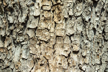 Texture of tree bark with green moss. Old tree background diagonal.