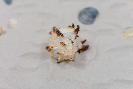 Seashell on the sand close up. Sea concept. Selective focus on seashells.