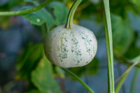 young little green pumpkin on a bush in the garden on a blurred background. Agricultural season, agricultural concept. Harvesting.の写真素材