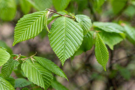 Young green leaves on a blurred background of leaves
