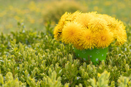 dandelions at the bucket on the grass. Bouquet of yellow dandelion flowers at sunny summer day. Copy space. Place for an inscription. Selective focus.の写真素材