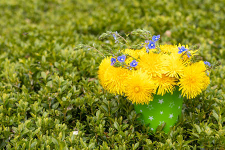 Bouquet of dandelions and blue flowers in a bucket. Dandelion flowers. Spring, summer concept. Copy...