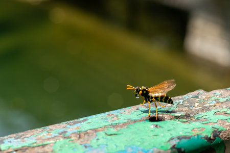 Wasp close-up. Yellow pattern on the black body of the wasp. Blurred background.