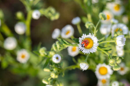 Red-black ladybug on a white chamomile on a blurred background. Place for an inscription. Wildlife...