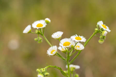 Small white chamomile flowers on a blurred background. Place for an inscription. Wildlife in the meadow. Copy space.の写真素材
