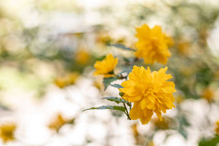 Beautiful yellow flowers on a bokeh backgroundの写真素材