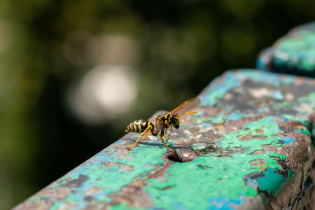 Wasp close-up. Yellow pattern on the black body of the wasp. Blurred background.