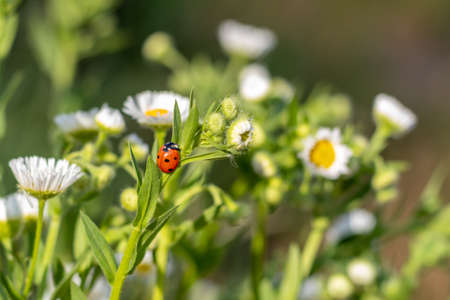 Red-black ladybug on a white chamomile on a blurred background. Wildlife in the meadow.