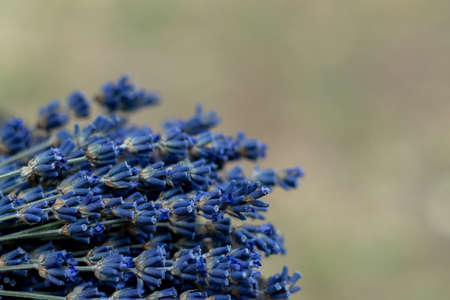 Bouquet of lavender flowers on a blurred background. Selective focus. Place for an inscription....