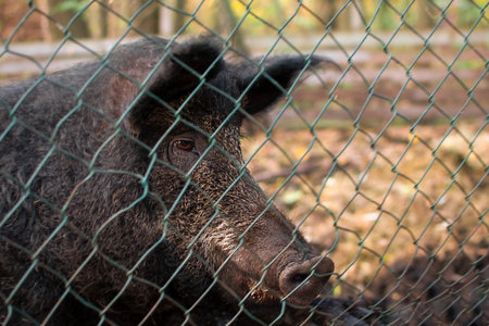 Boars muzzle behind a metal mesh, close-up, blurred backgroundの写真素材