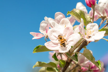 A bee flies on the flowers of an apple tree close-up against the blue sky. Copyspace.