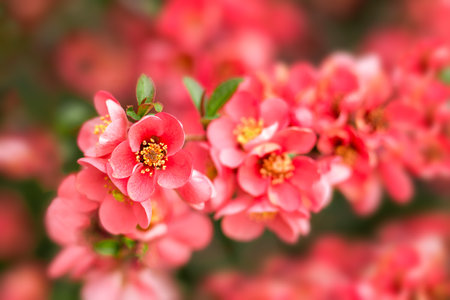 Flowering quince Chaenomeles speciosa, Chinese or Japanese quince, zhou pi mugua.の写真素材