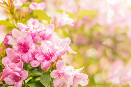 Bright flowering bush of pink weigela in the garden. Selective focus. Copy space. Place for text.