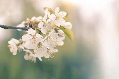 Cherry blossoms in full bloom. Cherry blossoms on a cherry tree branch. Selective focus. Copyspace.の写真素材