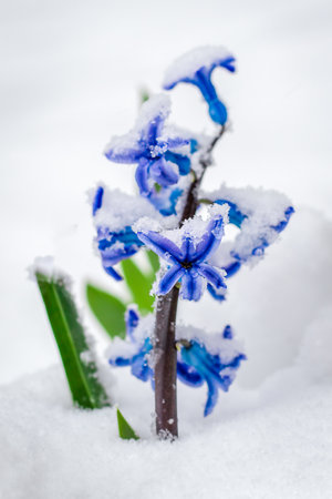 Hyacinth flowers close-up in the snow. Spring bright flowers under the snow. Cold Spring. Spring snowy weather.の写真素材