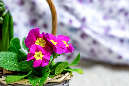 Basket with vibrant pink flowers and green leaves in a delicate settingの写真素材