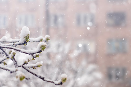 Snow-covered budding tree branches with blurred urban background in winter snowfallの写真素材